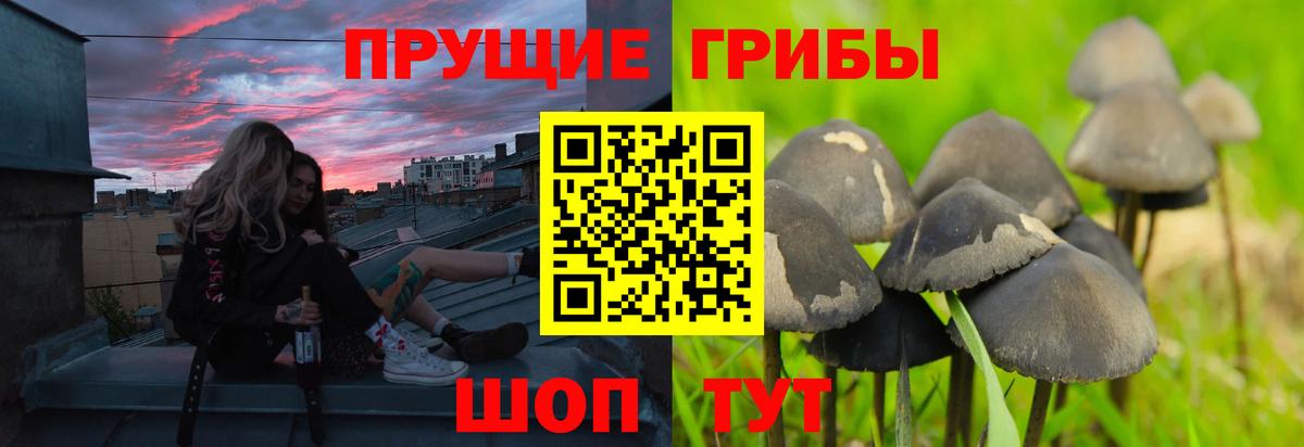 Галлюциногенные грибы Psilocybe Балаково